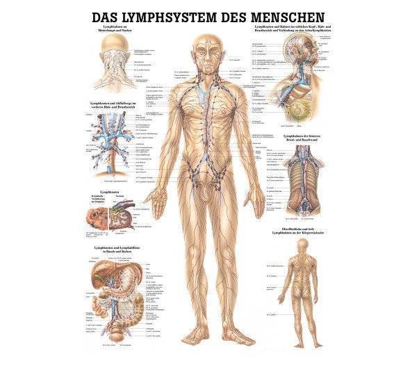 Lehrtafel Lymphsystem des Menschen