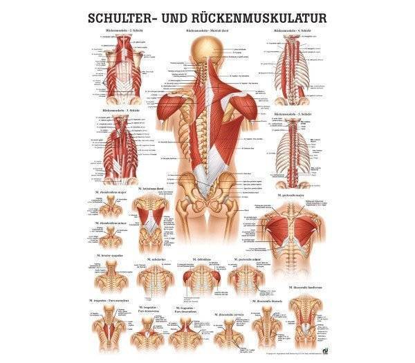 Lehrtafel Schulter- und Rückenmuskulatur