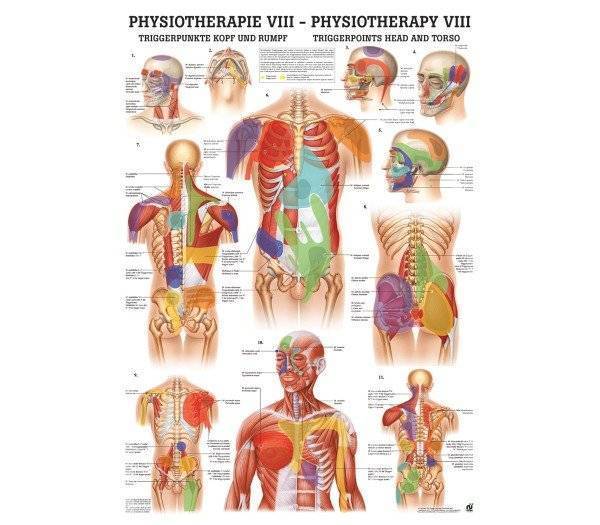 Lehrtafel Physiotherapie VIII